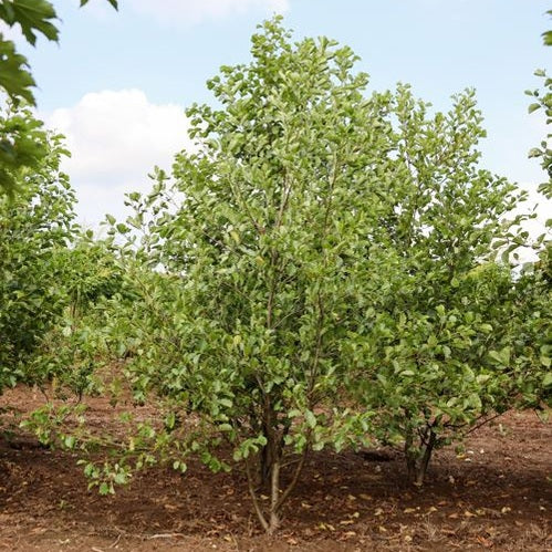 Klibbal - Alnus glutinosa 300-350 MS COCO