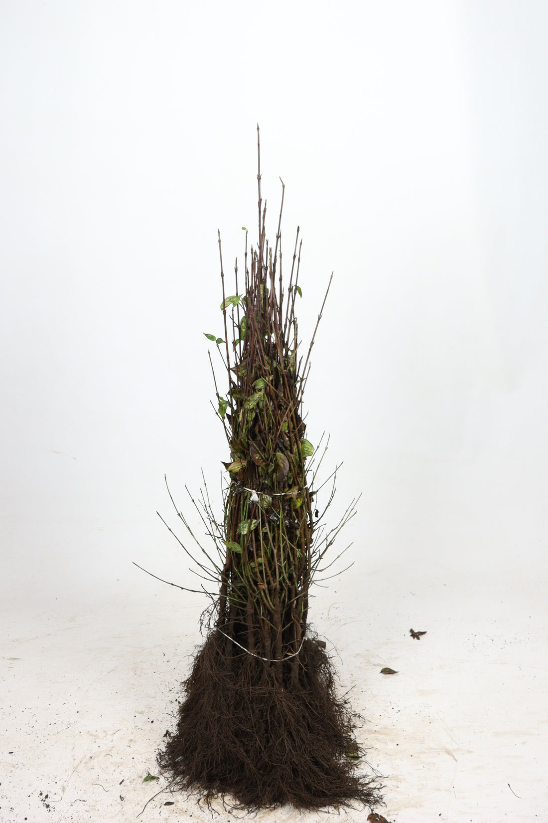 Kornell -  60-100 1+1