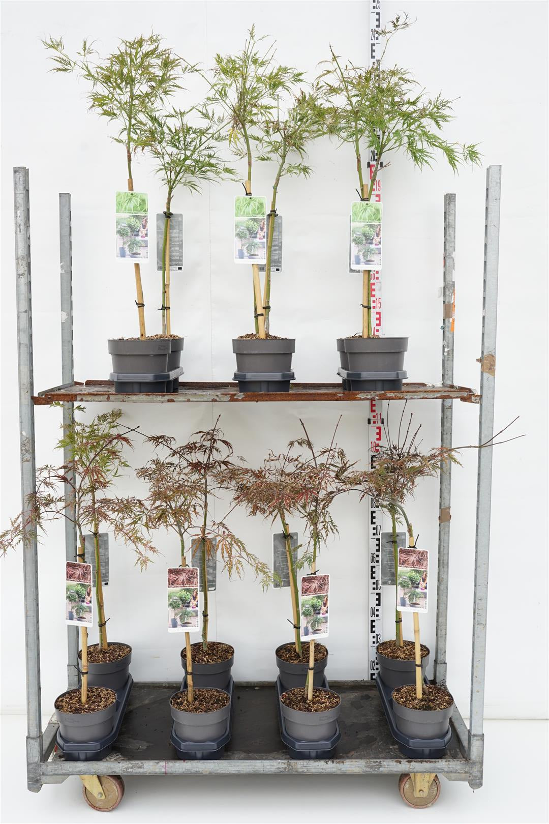 Lönn pal. in cultivars - 50 CM STEM C3/P19