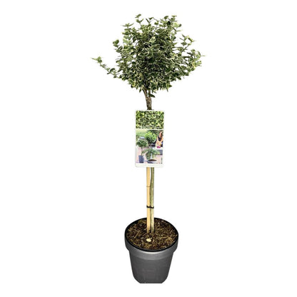 Euonymus fort. &