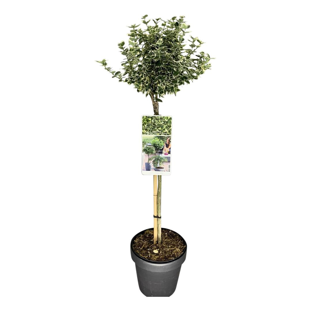 Euonymus fortunei &