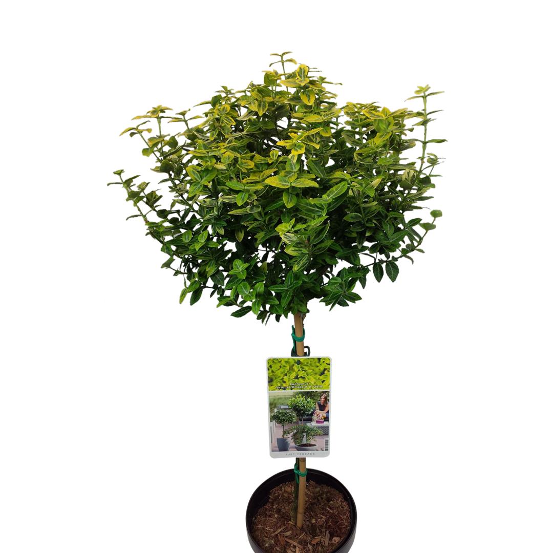 Euonymus fort. &