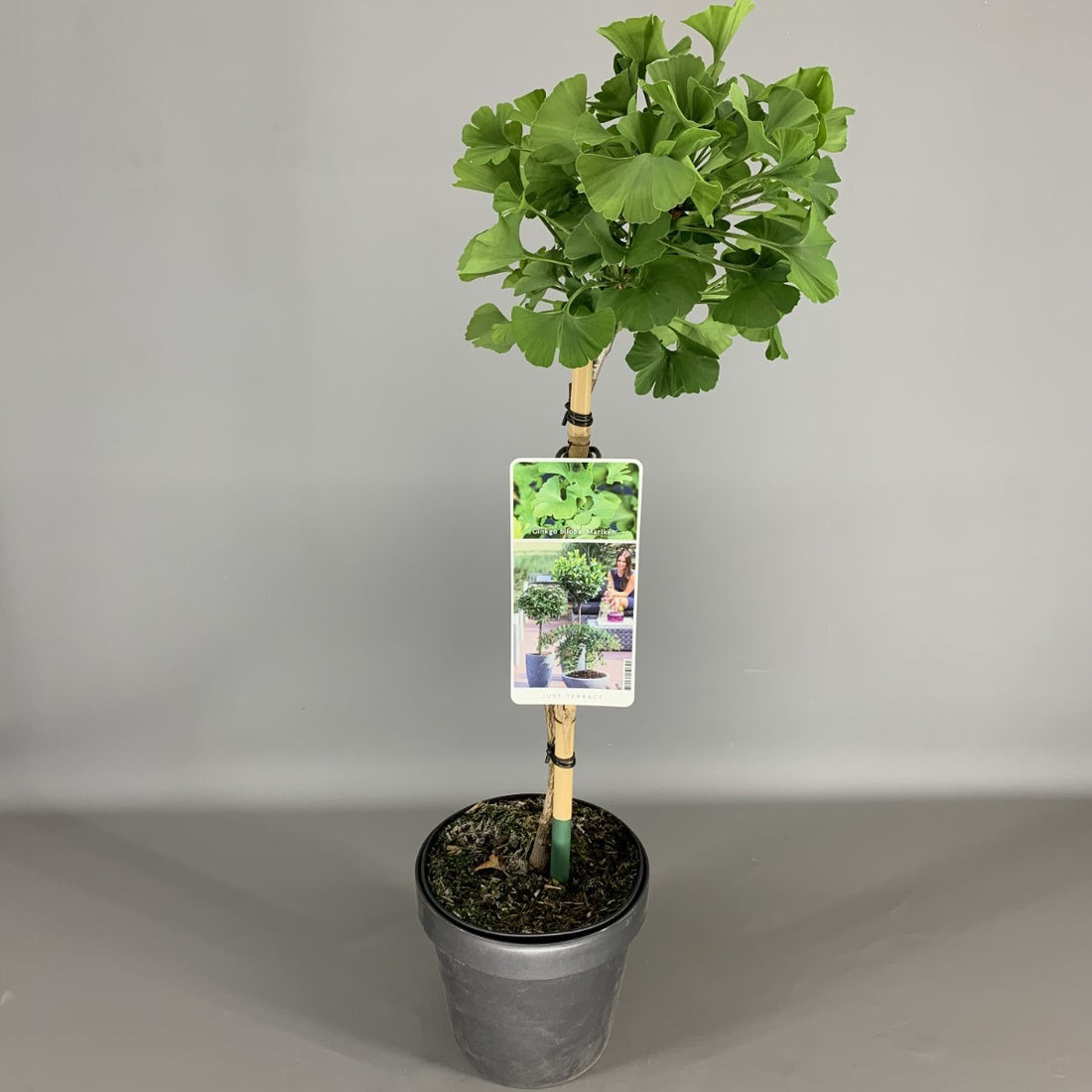 Ginkgo biloba &