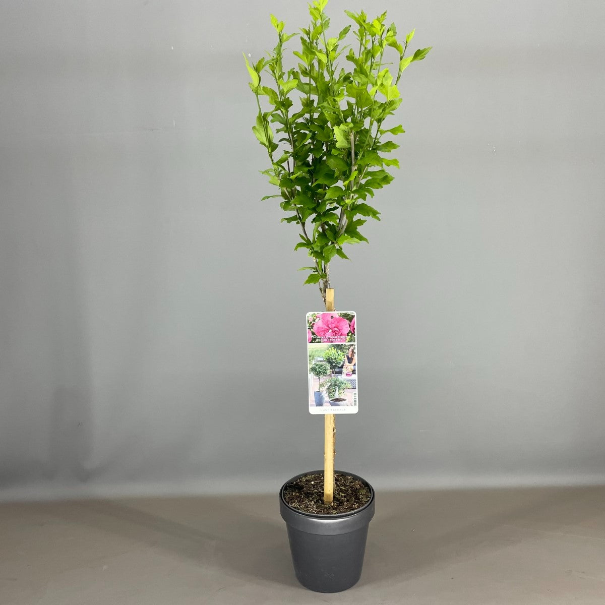 Hibiscus syr. &