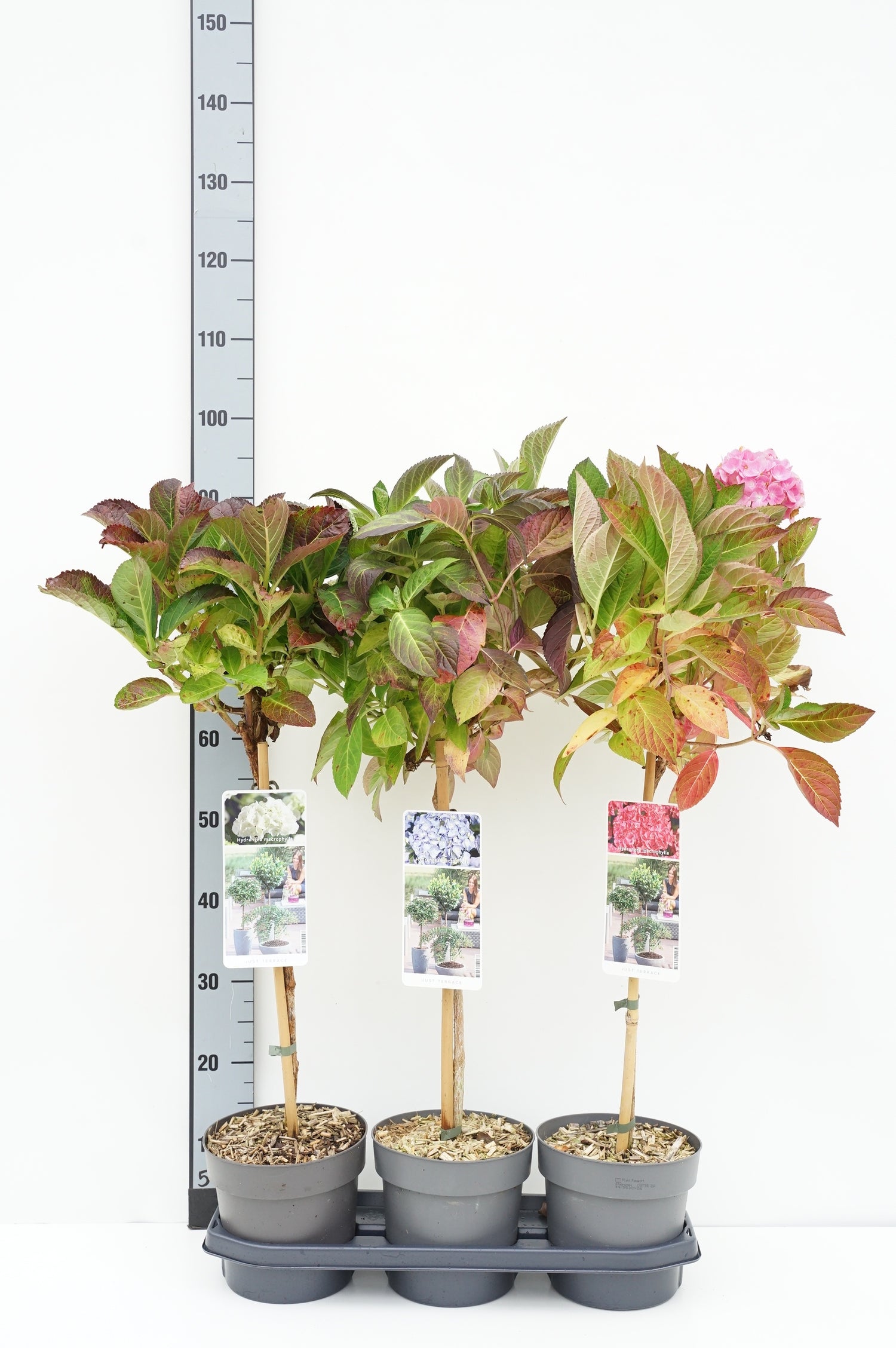 Hortensia m. in cultivars - 50 CM STEM C3/P19