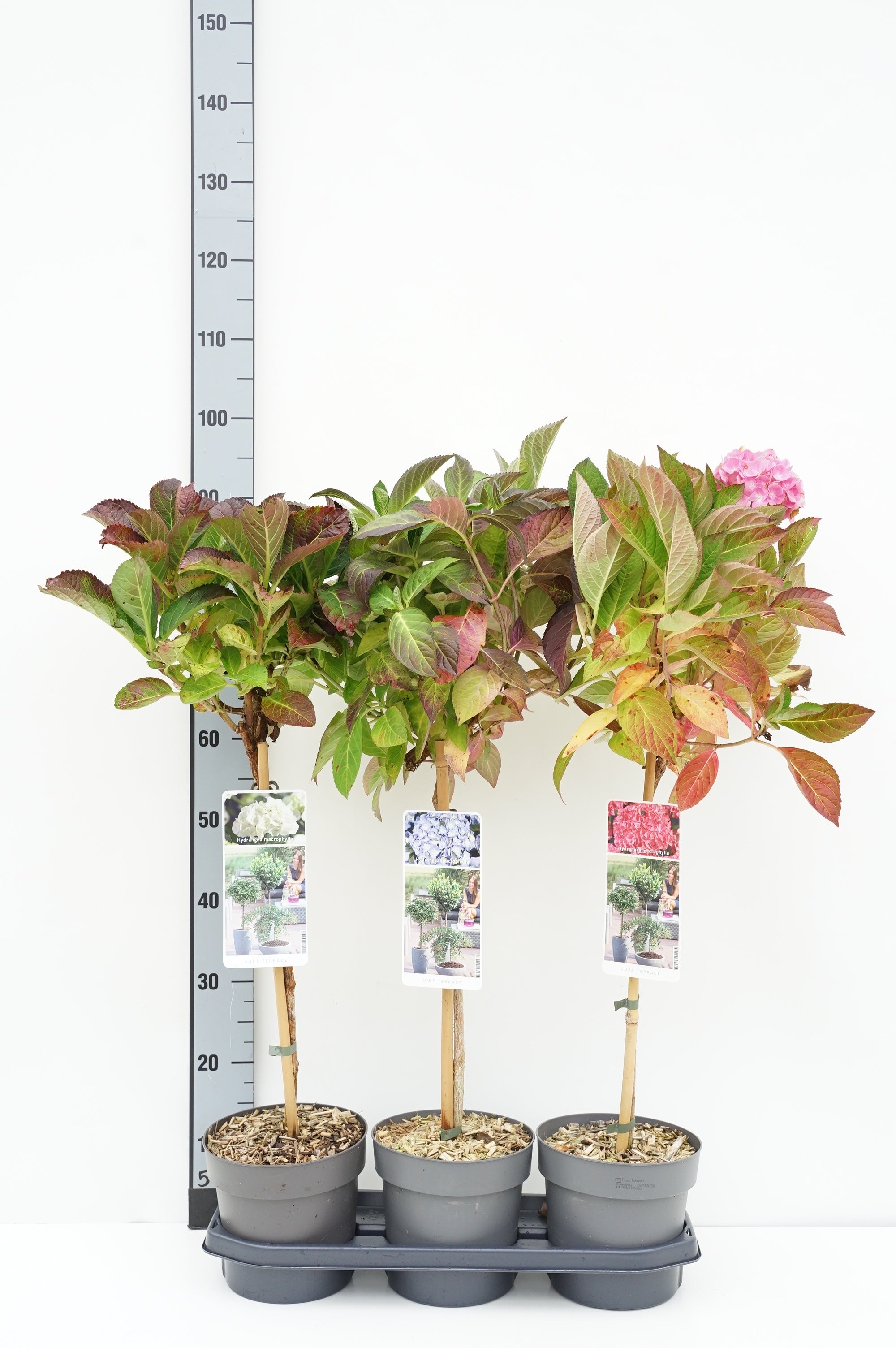 Hortensia m. in cultivars - 50 CM STEM C3/P19