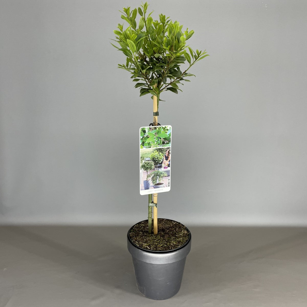 Laurus nobilis &