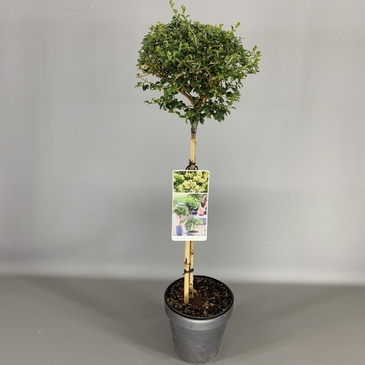 Ligustrum delavayanum 80 cm stam, C15 (15 liters kruka)