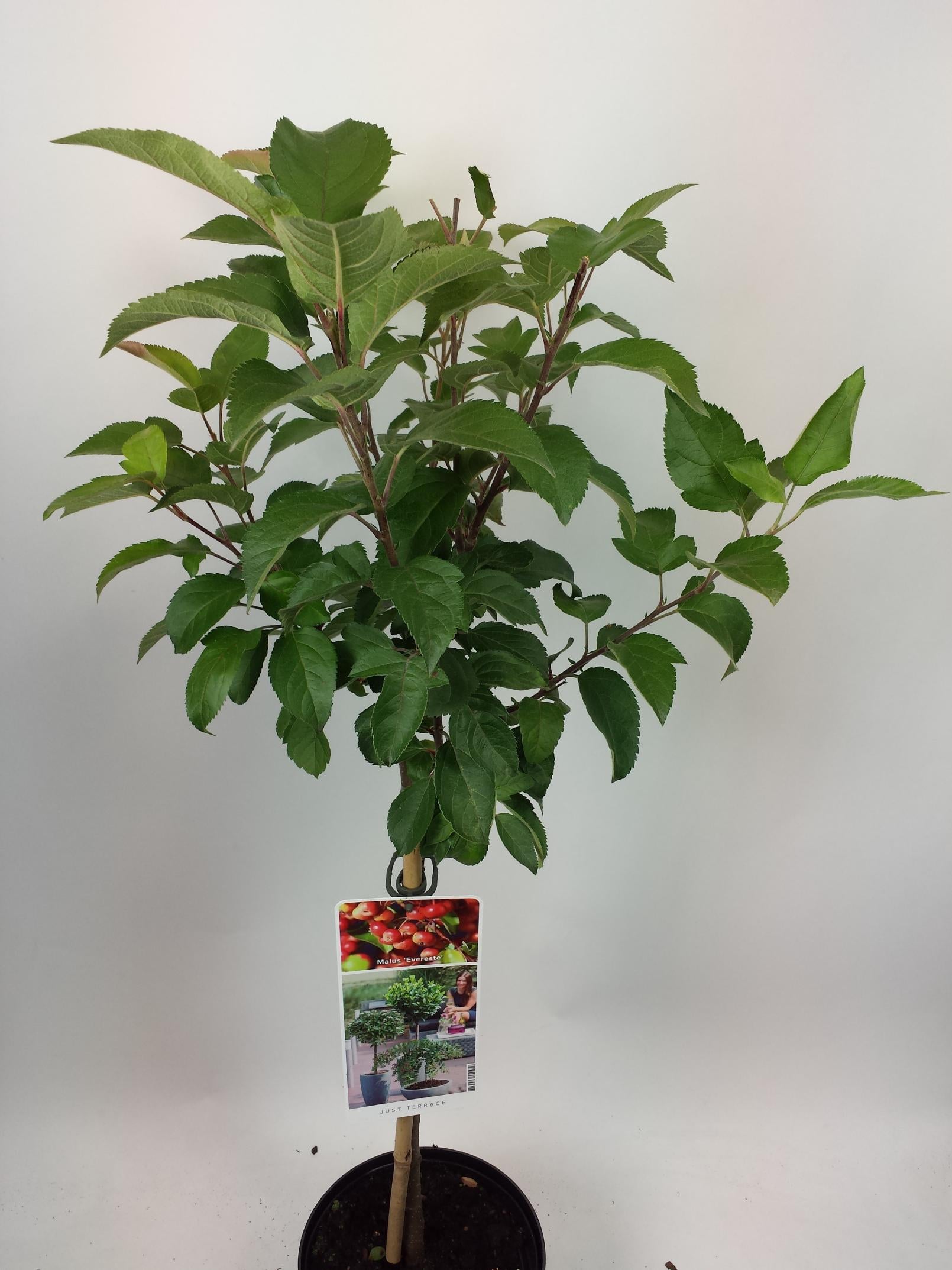 Malus &