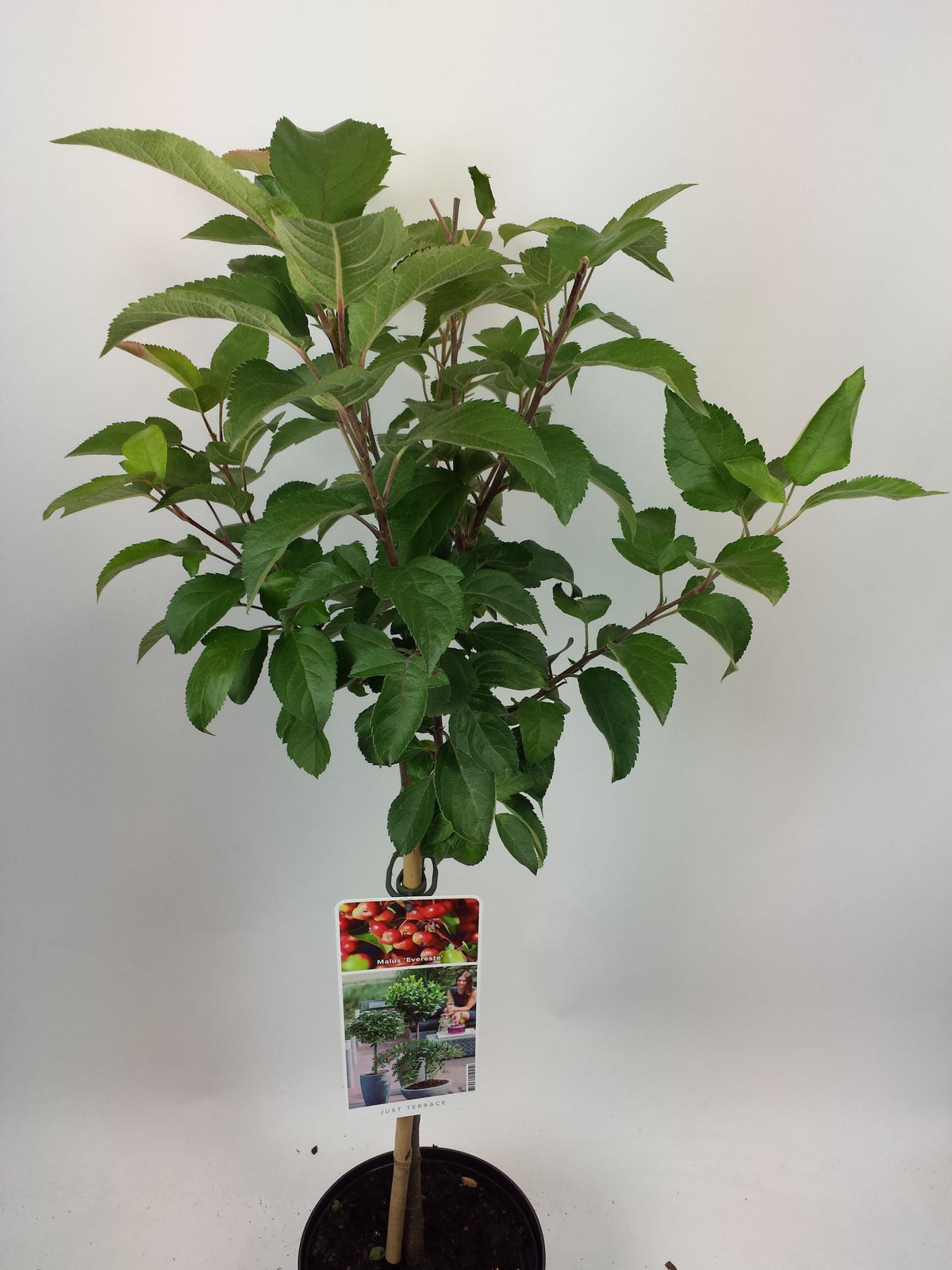 Malus &