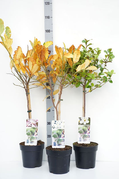 Magnolia i sorter, 50 cm stam, C3 (3 liters kruka) / 19 cm kruka