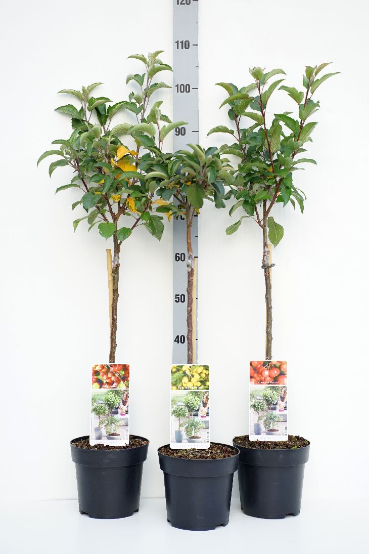 Äpple in cultivars - 50 CM STEM C3/P19