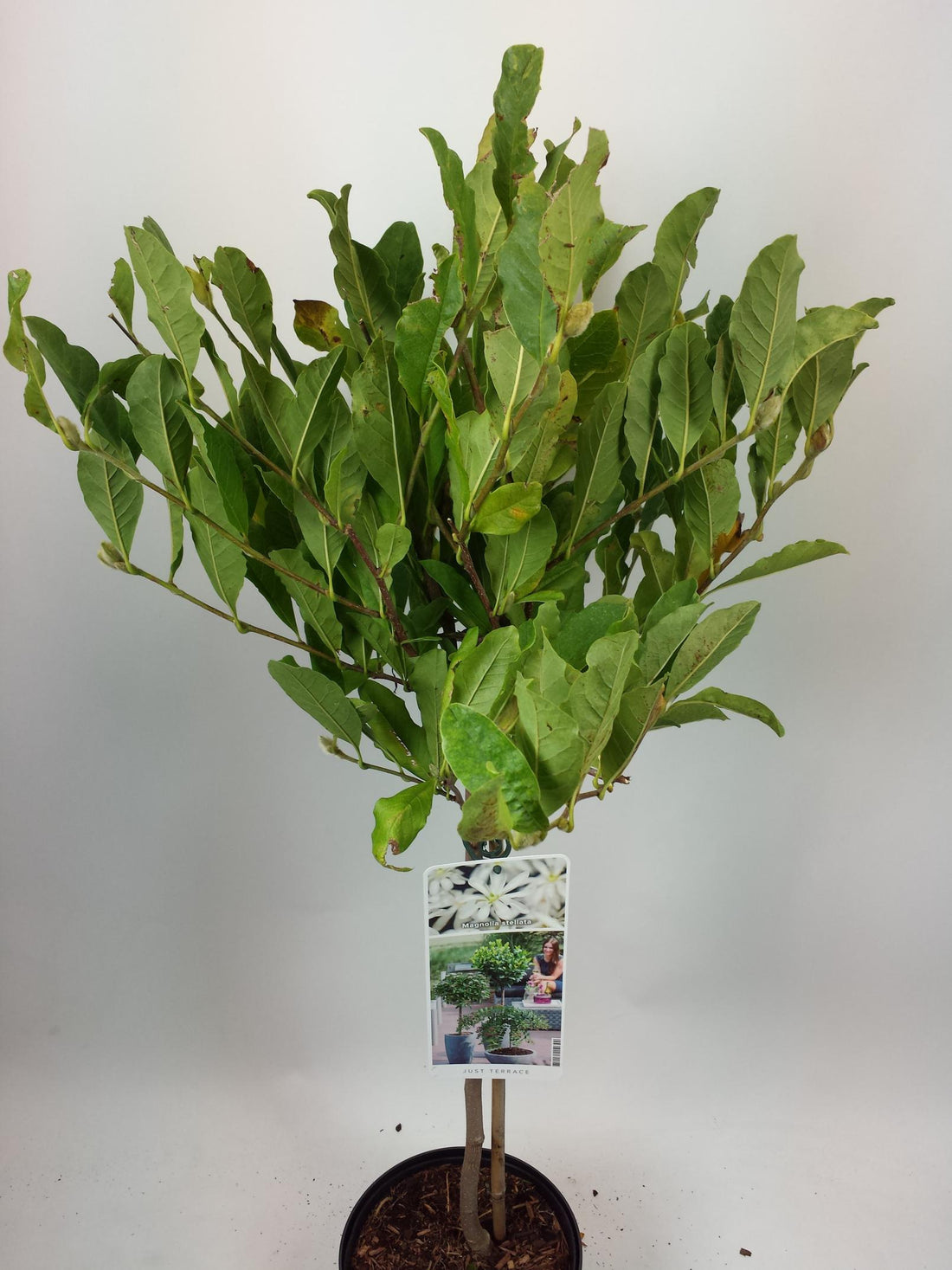 Magnolia stellata C35 (35 liters kruka) 150-175 cm