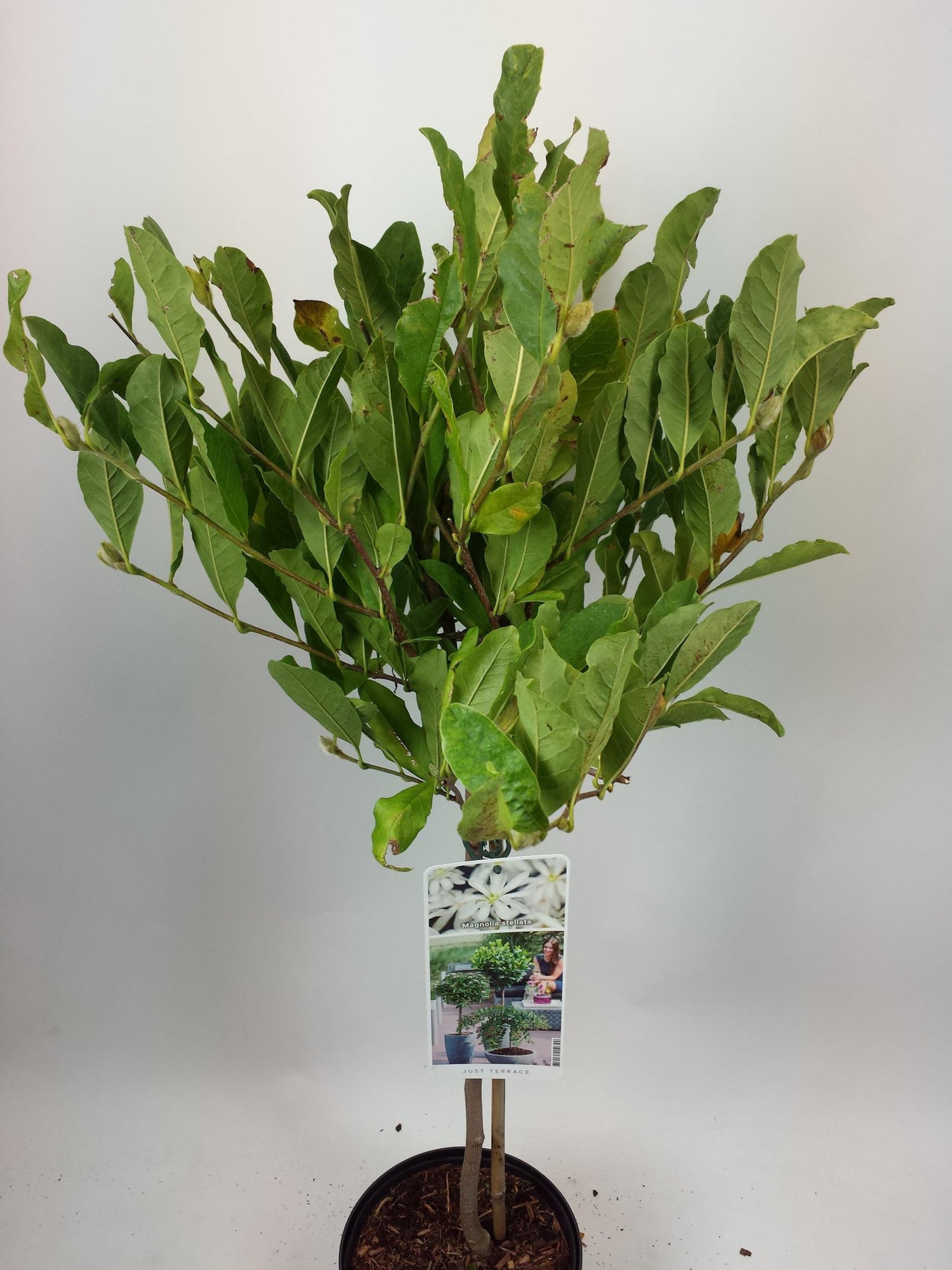 Magnolia stellata 50-60 cm C5 (5 liters kruka)