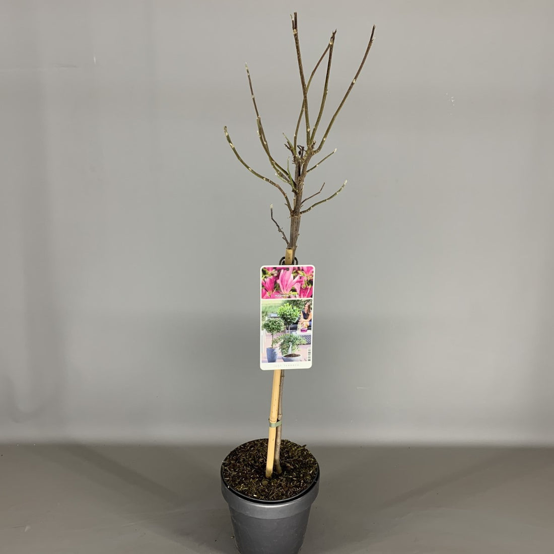 Magnolia &