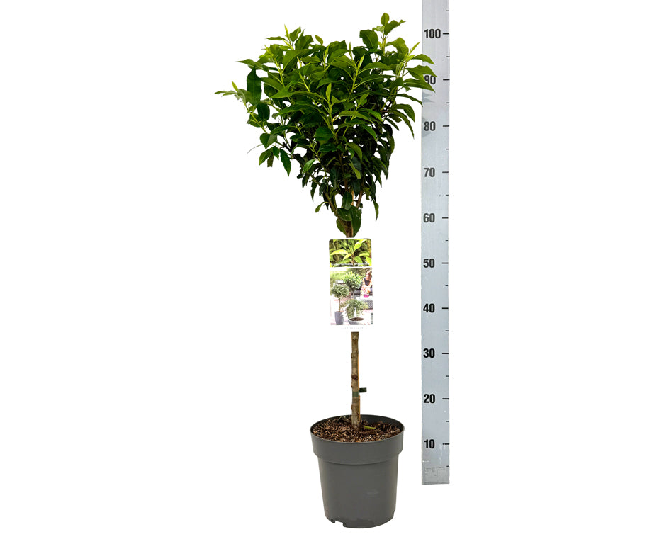 Prunus lus. &