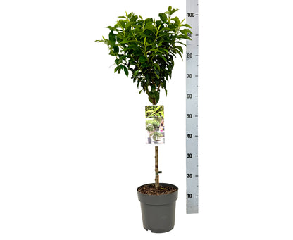 Prunus lus. &