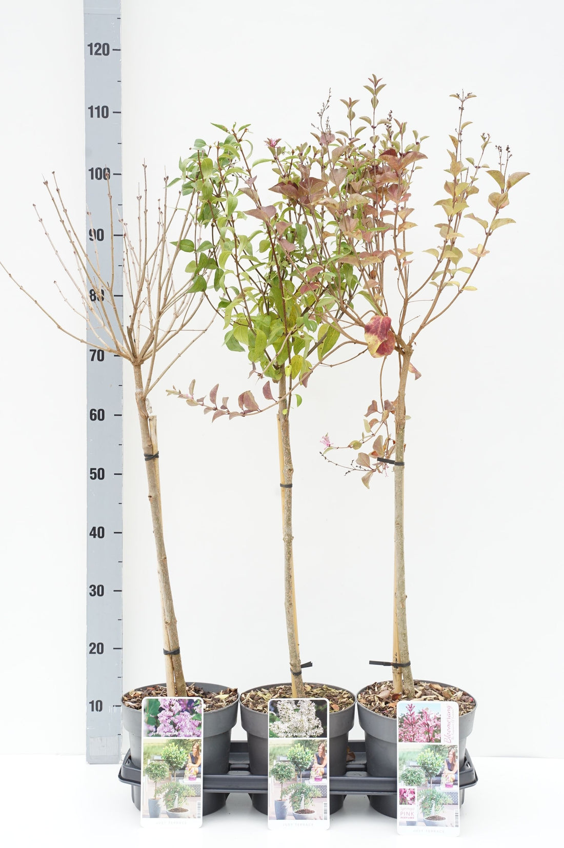 Syren in cultivars - 50 CM STEM C3/P19