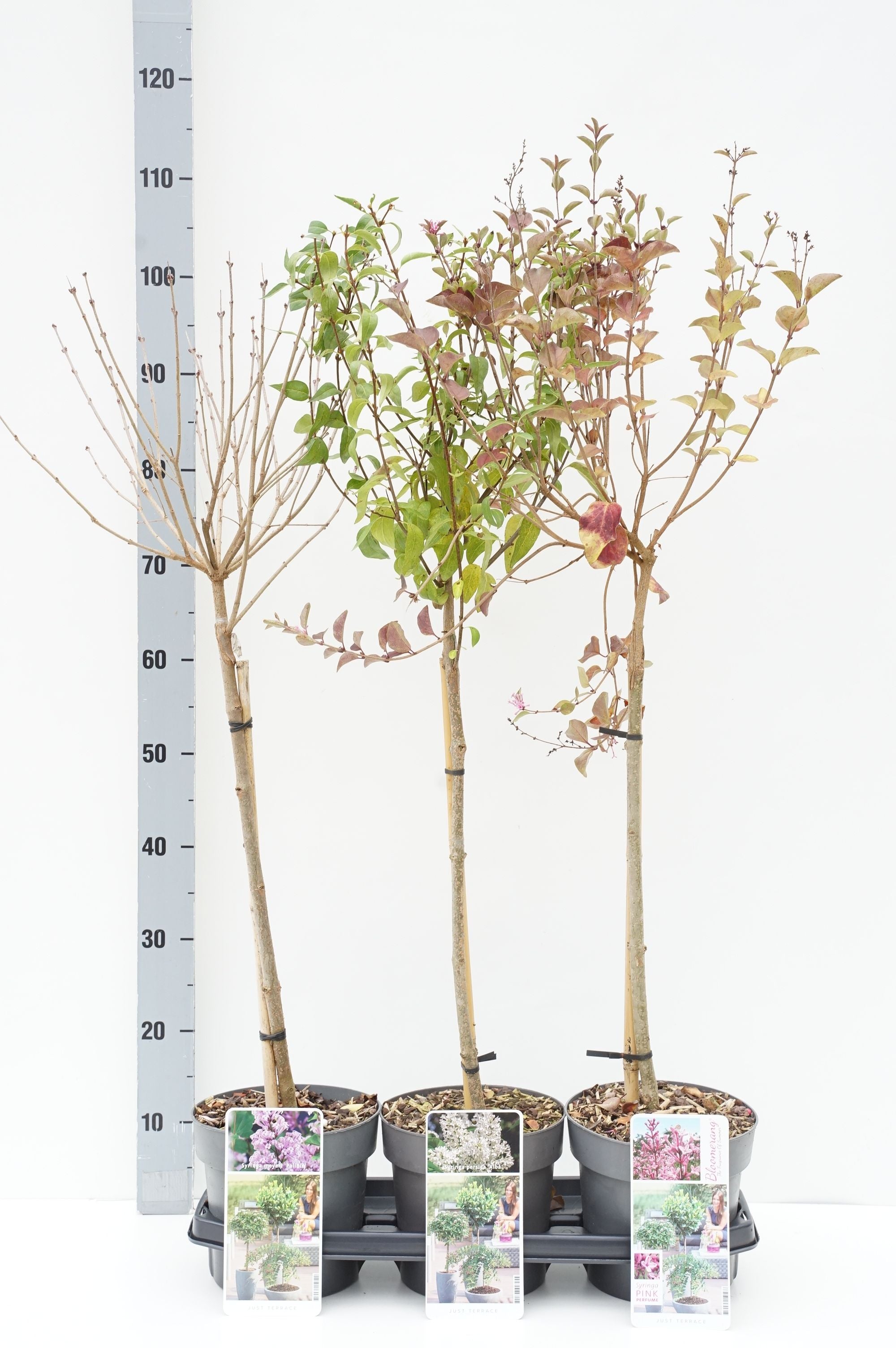 Syren in cultivars - 50 CM STEM C3/P19
