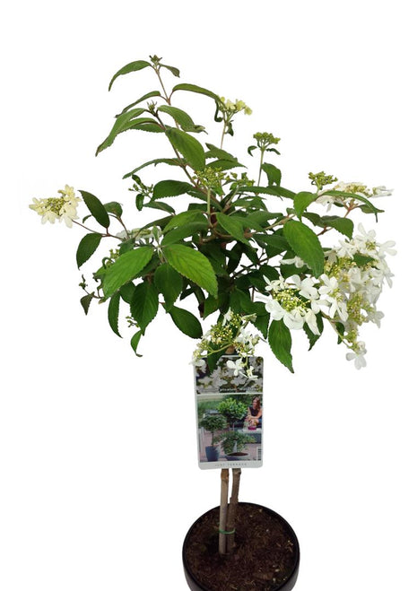 Viburnum plic. "Watanabe"