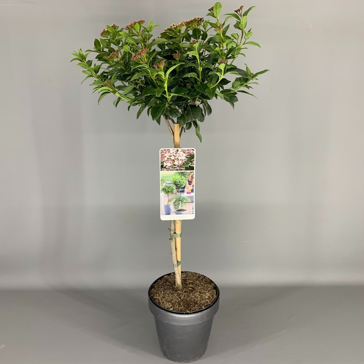 Olvon tinus - 50 CM STEM C3/P19 CROWN 2 YR