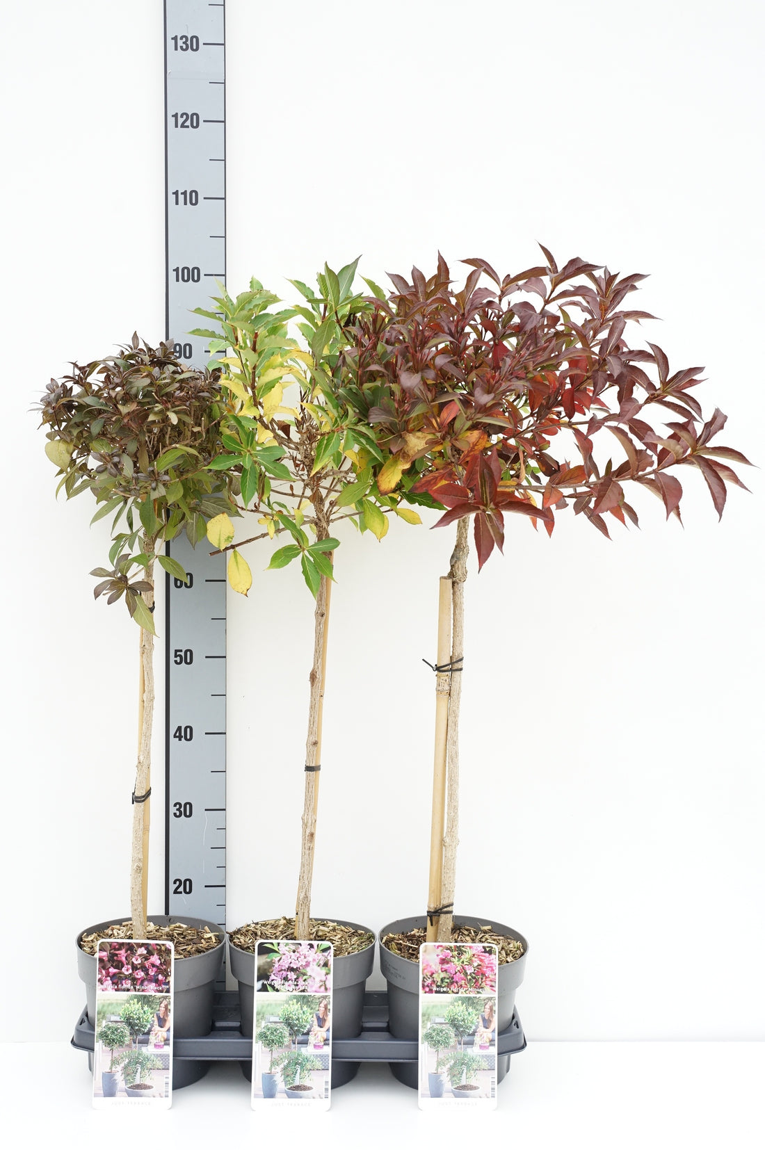 Prakttry in cultivars - 50 CM STEM C3/P19