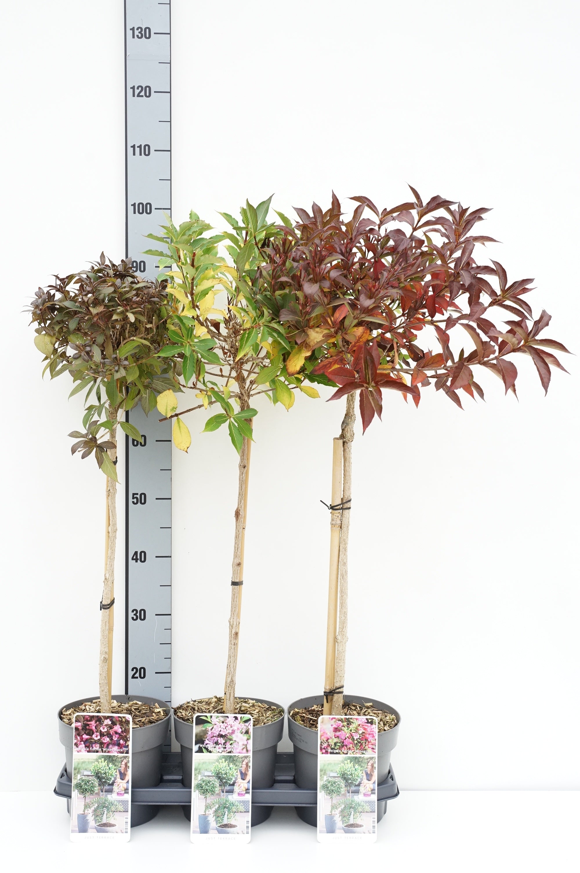 Prakttry in cultivars - 50 CM STEM C3/P19