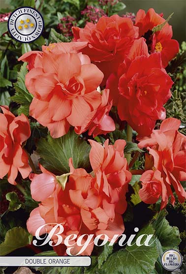 Begonia Double Orange – hel förpackningsbild med blomman, 3-pack. Från Svedberga Plantskola