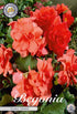 Begonia Double Orange – hel förpackningsbild med blomman, 3-pack. Från Svedberga Plantskola