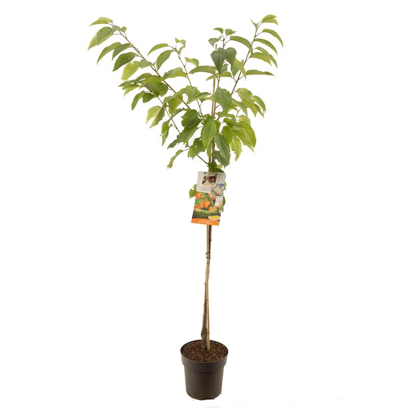 Prunus avium &