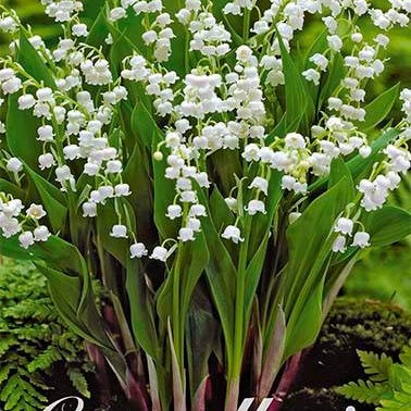 Centaurea Majalis 1-pack