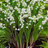 Centaurea Majalis 1-pack
