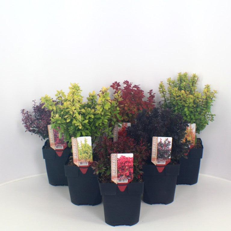 Berberis in cultivars - C2/P17 40/+ CM