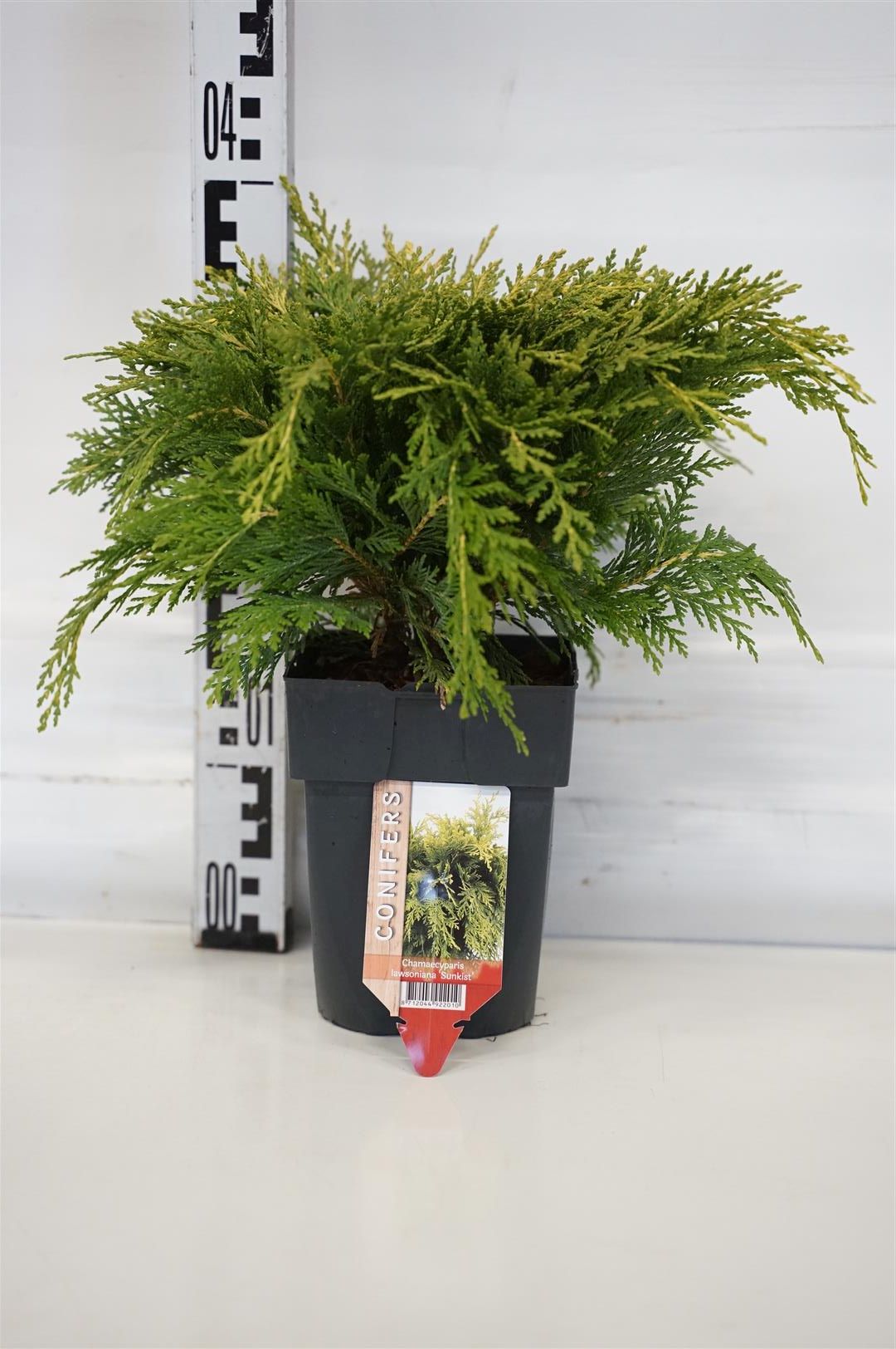Ädelcypress l. &