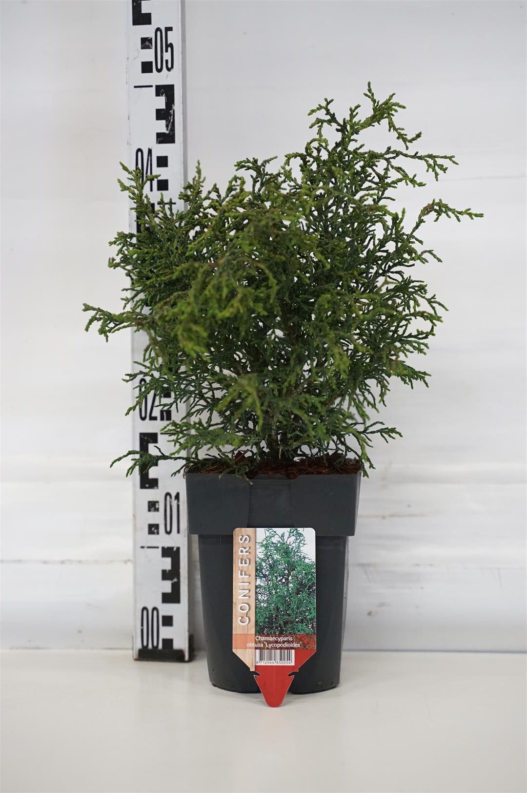Ädelcypress o. &