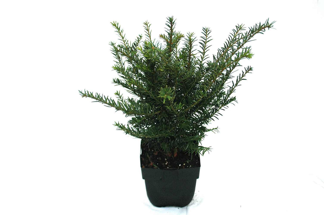 Idegran baccata - C2/P17 60 CM