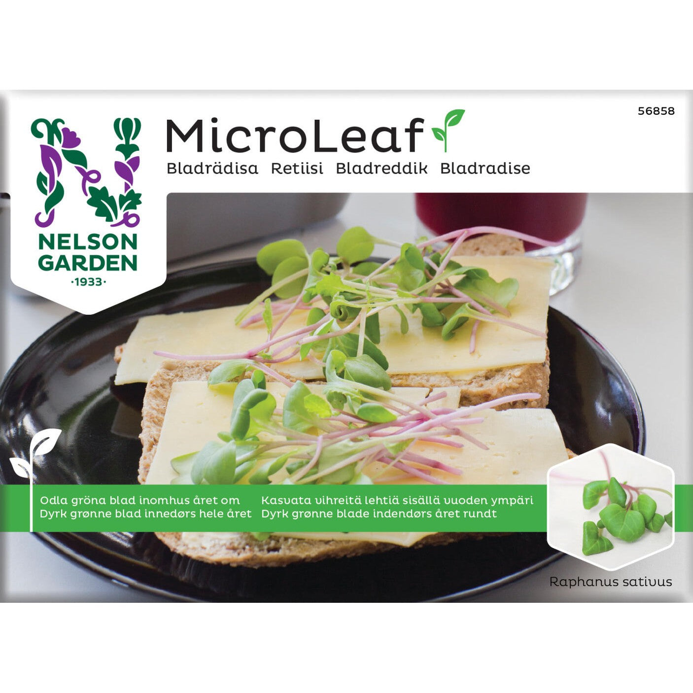 Micro Leaf bladrädisa