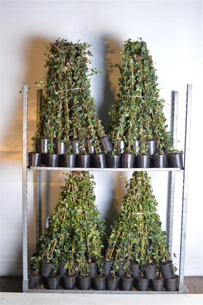Hedera hibernica C1 (1 liters kruka) / 13 cm kruka 80-100 cm