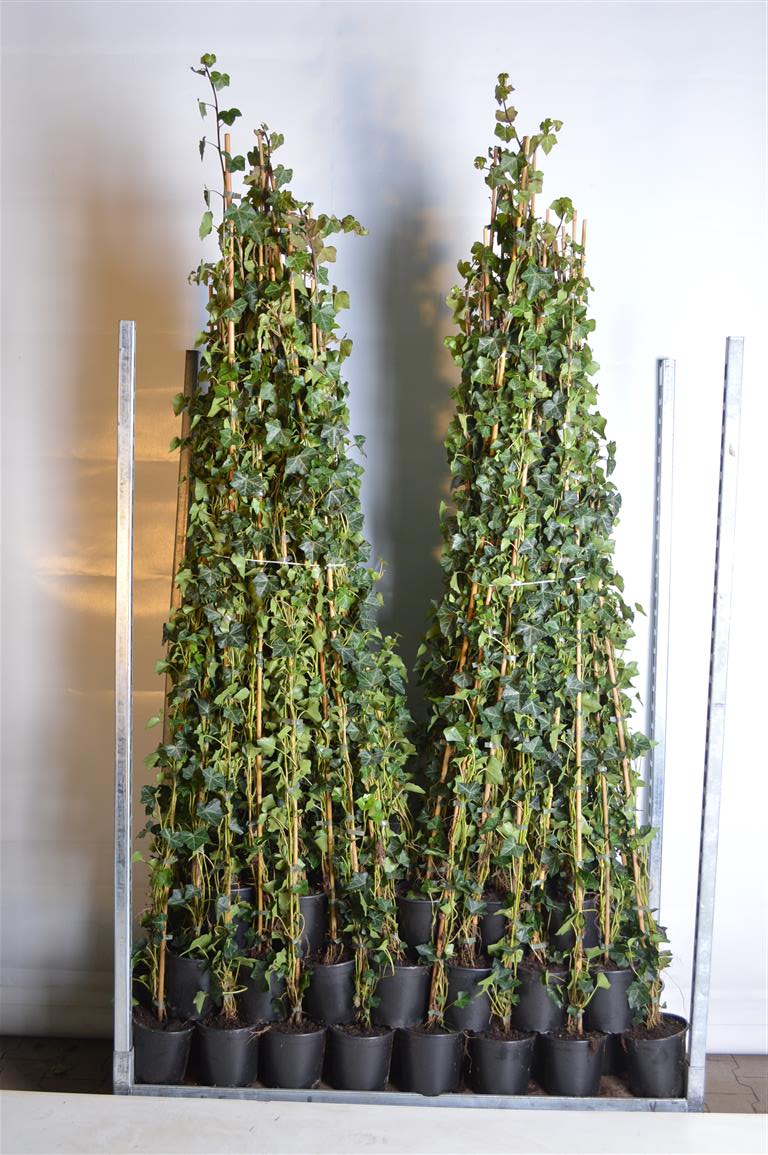 Murgröna hibernica - C2/P17 150-175 CM