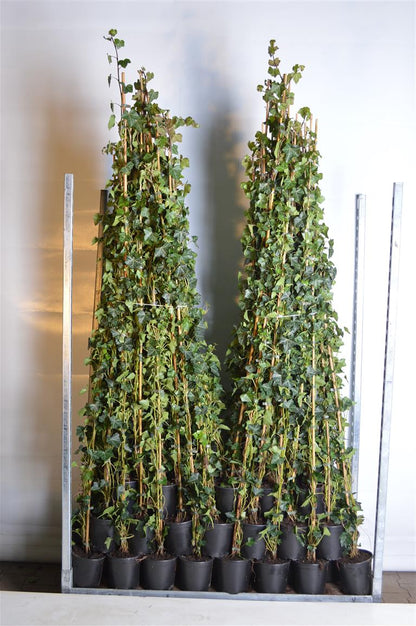 Hedera hibernica 150-175 cm C2 (2 liters kruka) / 17 cm kruka