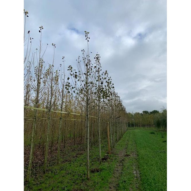 Svartpoppel - Populus nigra  - Stammens omkrets 16-18 cm, höjd 3,5-4 meter,  HS,