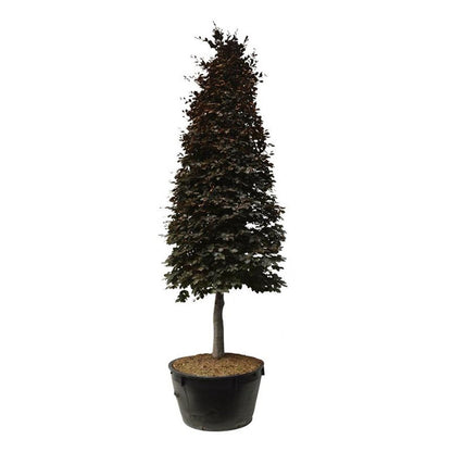 Fagus syl. &