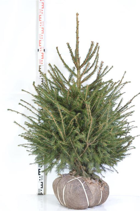 Picea abies