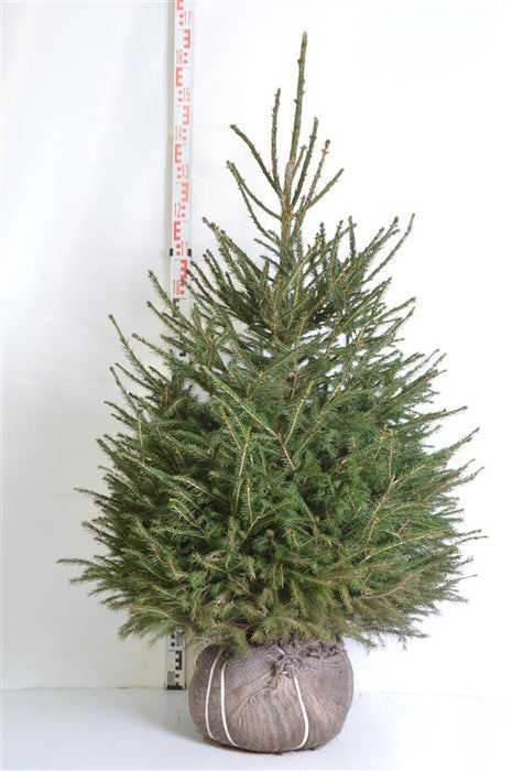 Picea abies