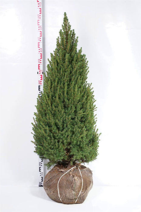 Picea gl. 'Conica'