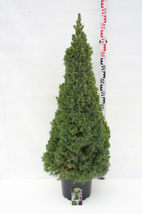 Picea gl. 'Perfecta'