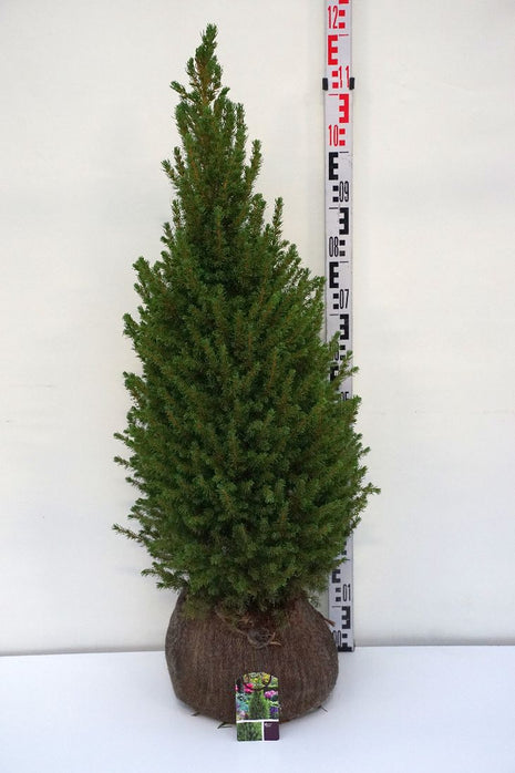 Picea gl. 'Perfecta'