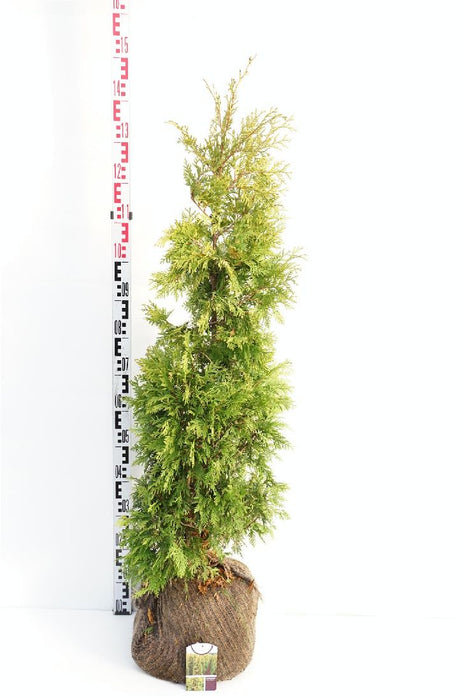 Thuja occ. 'Yellow Ribbon'