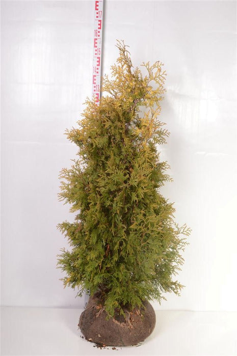 Thuja occ. 'Yellow Ribbon'