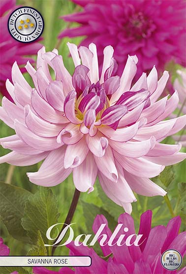 Dahlia Cactus Savanna Rose – hel förpackningsbild med blomman, 1-pack. Från Svedberga Plantskola